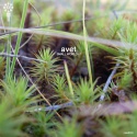 Avet — Small World EP Cover Art