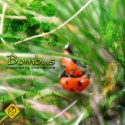 Bombus — Inspired By The Nature Cover Art