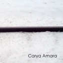 Carya Amara — The Late Carya Amara Cover Art