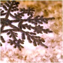 23RedAnts &amp;amp; moniKa ledesma — droning snow (in brown color) Cover Art