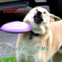 ZakALM — Songs About My Doge Cover Art