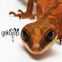 eM — Geko EP Cover Art