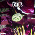 Hoopoe — Lotus Cover Art