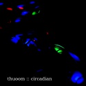 Thuoom — Circadian Cover Art