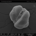 Marco Colonna — Foraminifera Cover Art