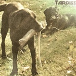 Tardiss — Thisistar Cover Art
