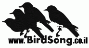 Birdsong Logotype
